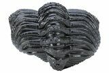 Enrolled Drotops Trilobite - Excellent Eye Facets #222350-1